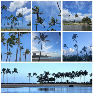 Palmen um Waikiki Beach