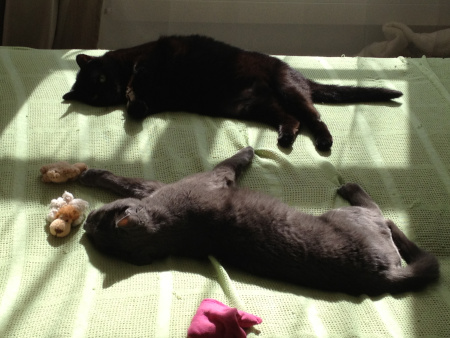 Siesta in der Sommer-Sonne